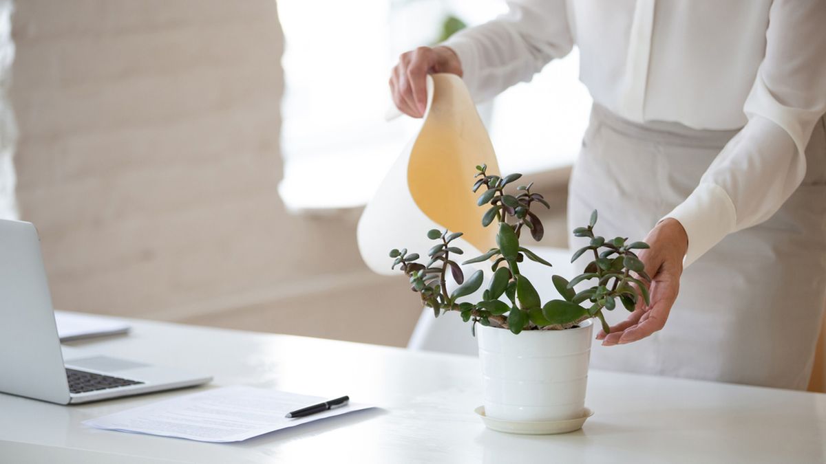 plantas para la oficina
