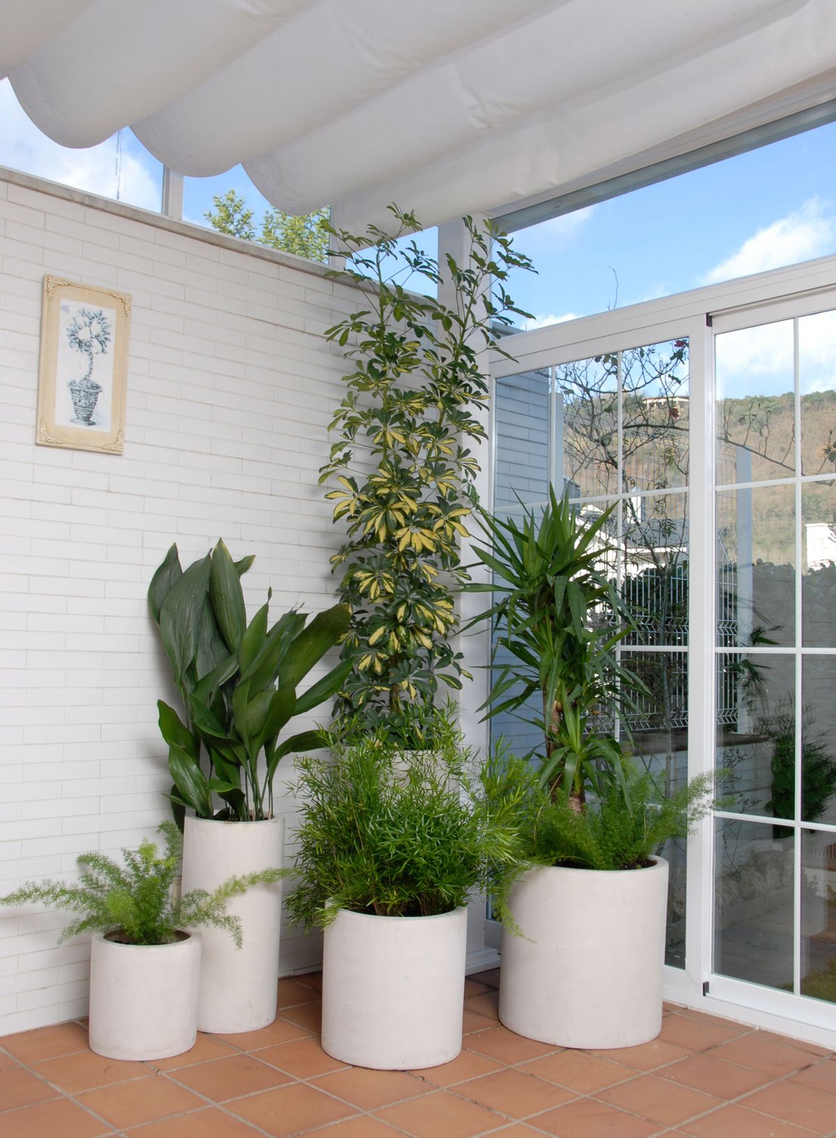 Composición de plantas en una terraza cerrada orientada al norte