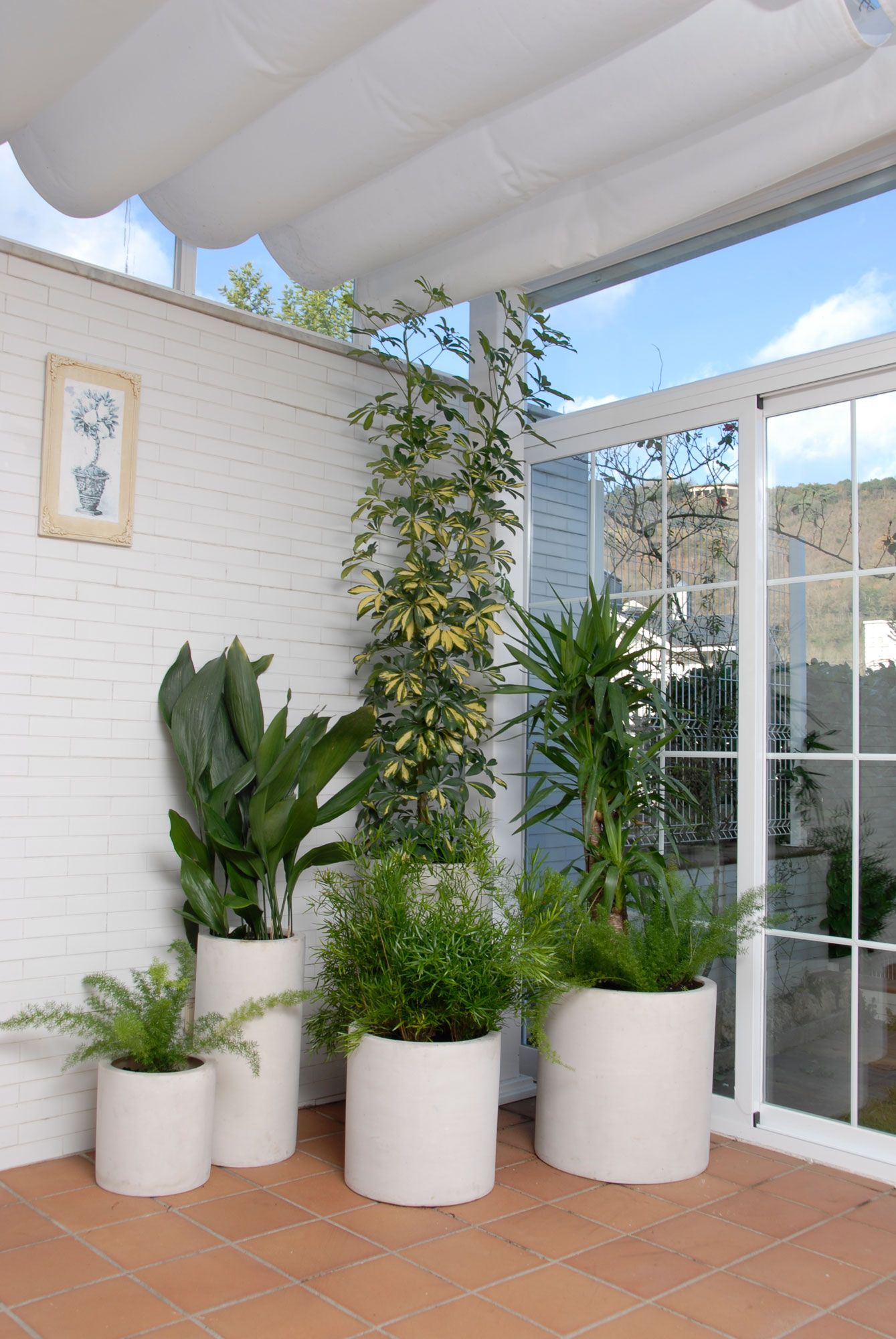 Composición de plantas en una terraza cerrada orientada al norte