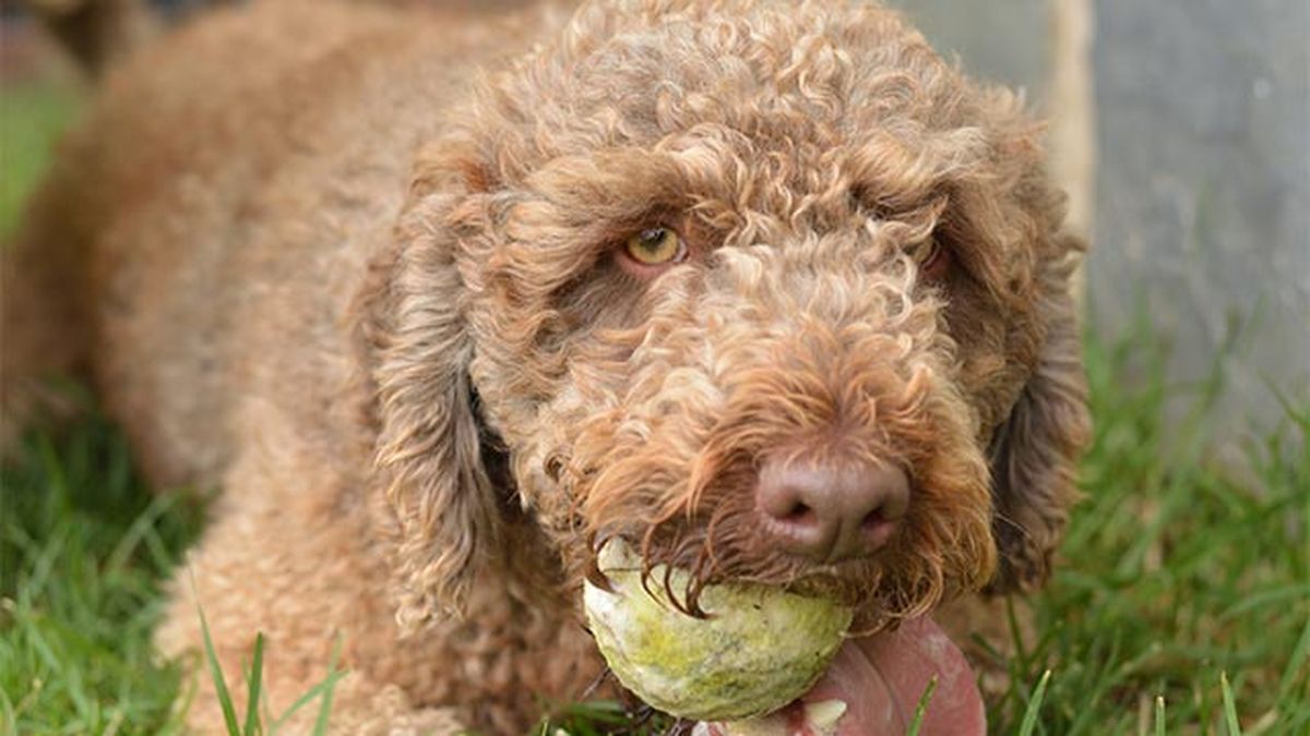 perro de aguas pelota