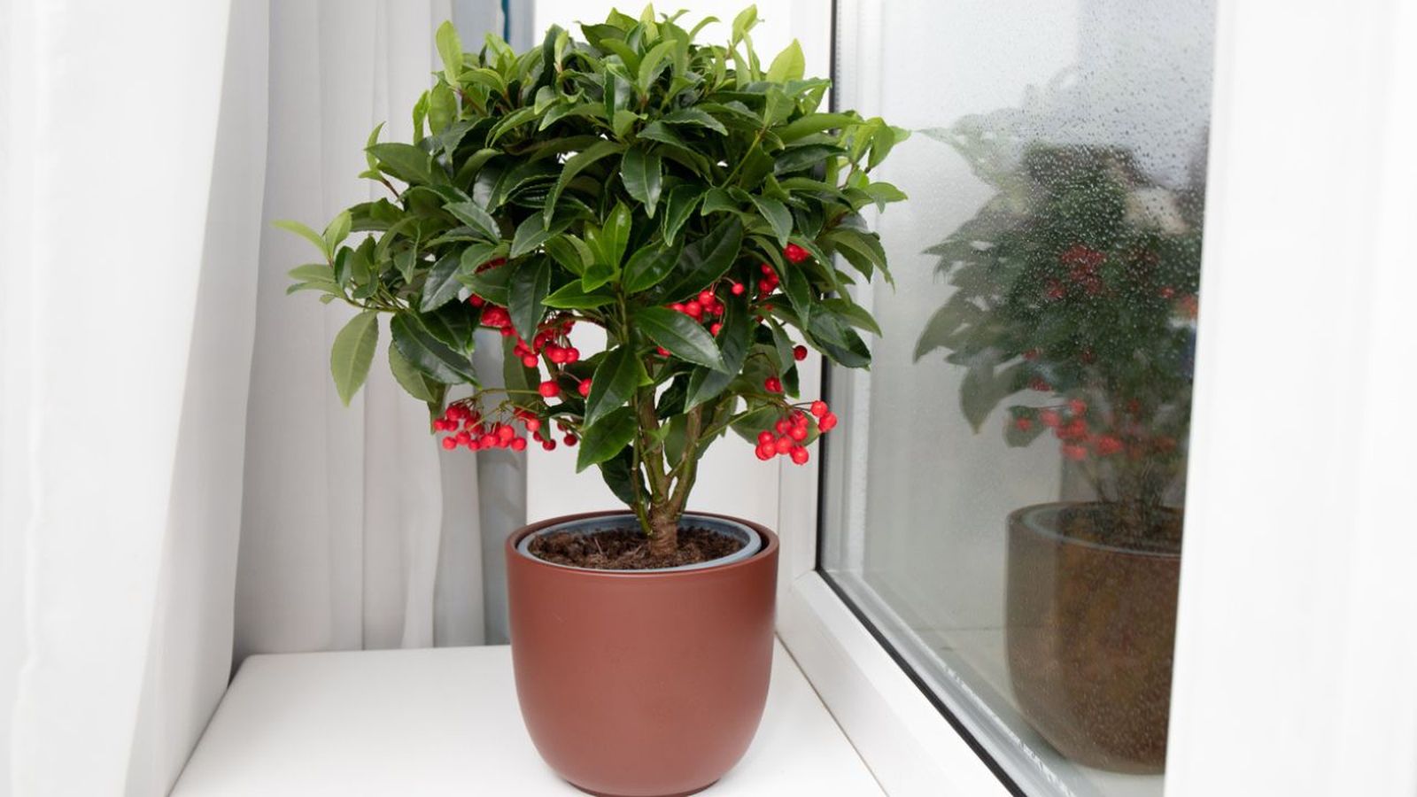cuidados del arbusto ardisia crenata