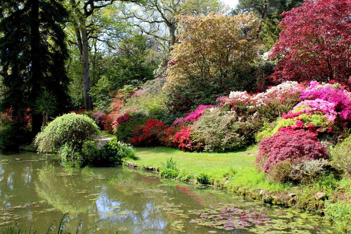 La gran diversidad de arbustos de sombra ofrece opciones para cada rincón del jardín
