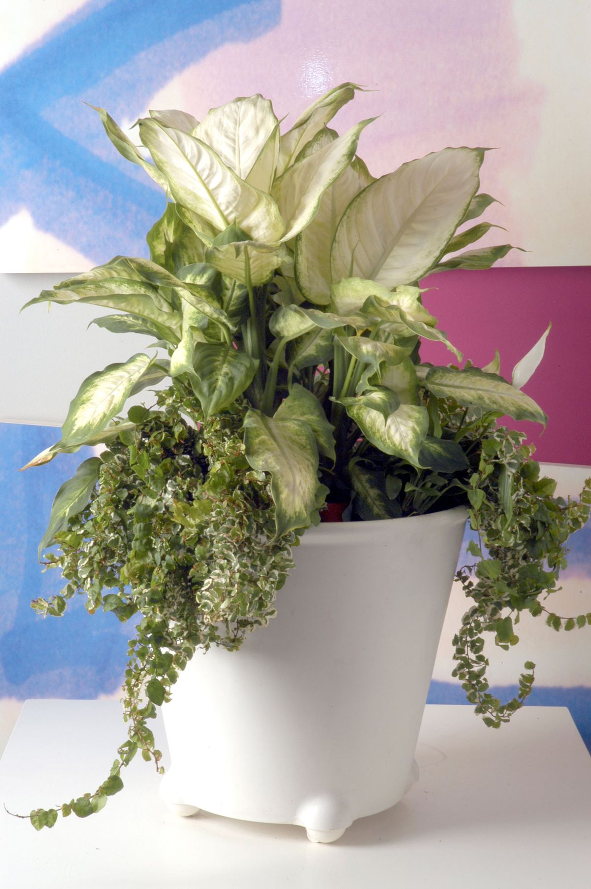 Composición con Dieffenbachia