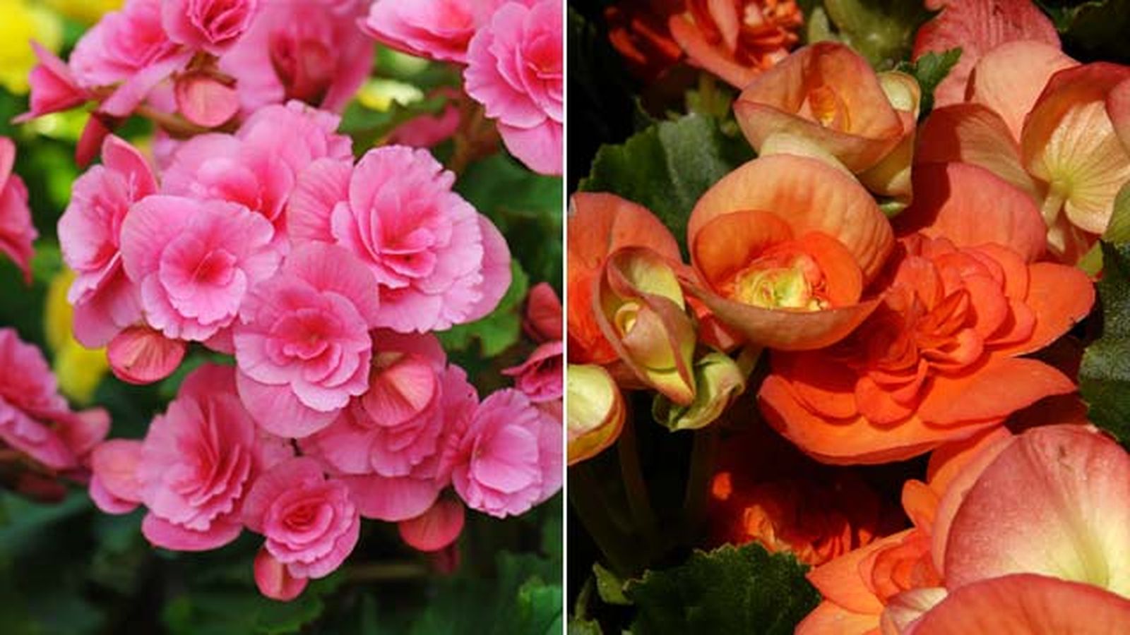 flores planta begonia elatior jardinatis
