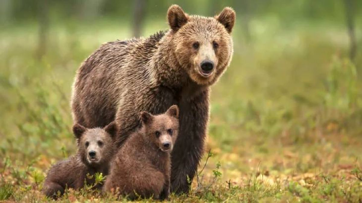 osos en los pirineos 2 (1)