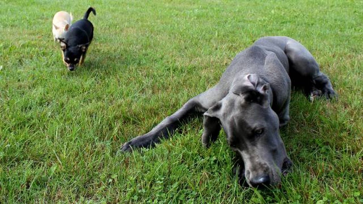 cuidado perros raza pequena diferencias perros grandes