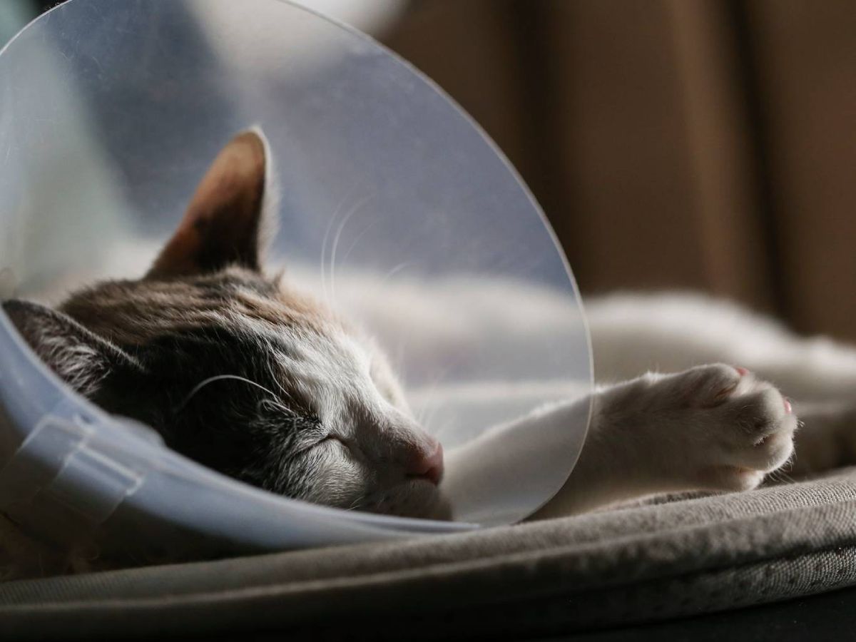 Evita camadas no deseadas y la sobrepoblación de gatitos.