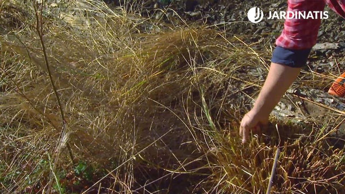Al realizar el corte a finales de invierno, la planta empieza a reactivarse.