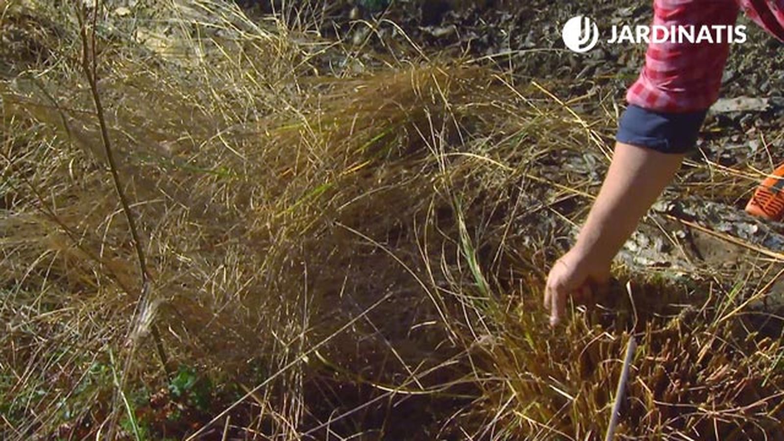 Al realizar el corte a finales de invierno, la planta empieza a reactivarse.