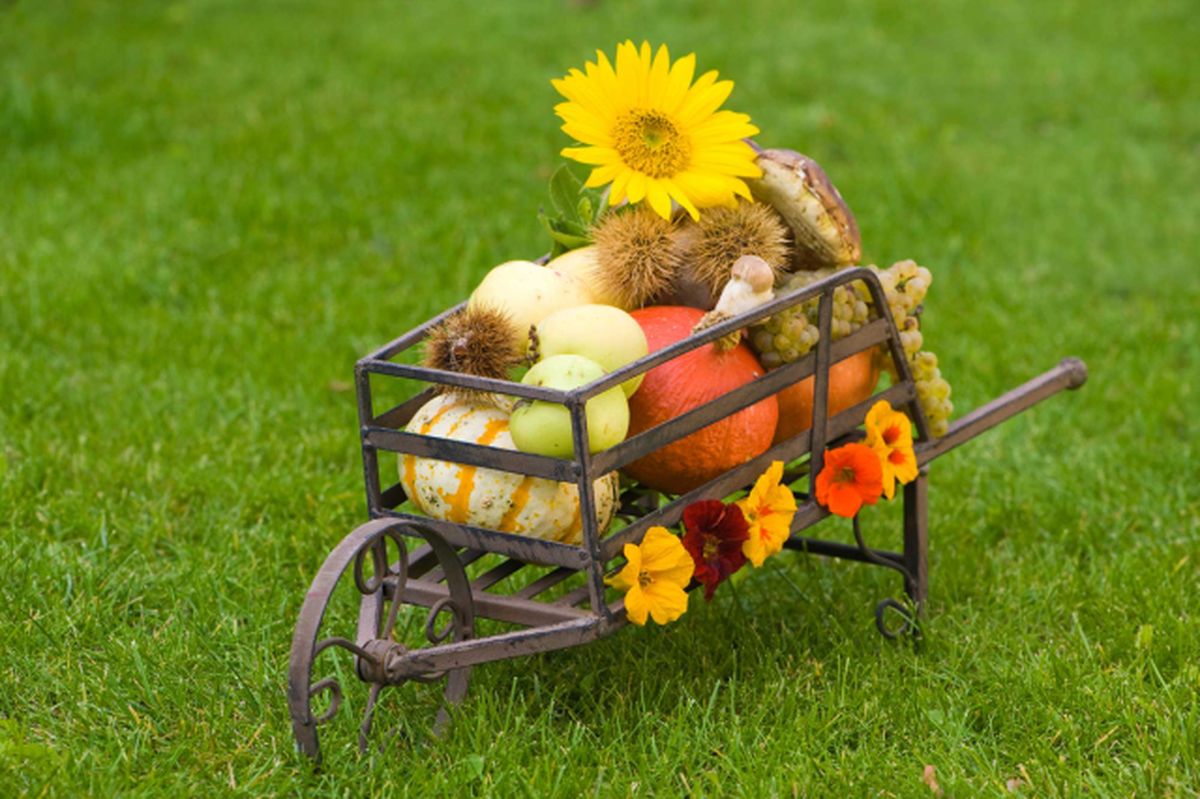 decorar el jardin con carretillas con plantas 1