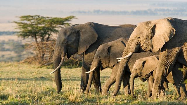 elefante