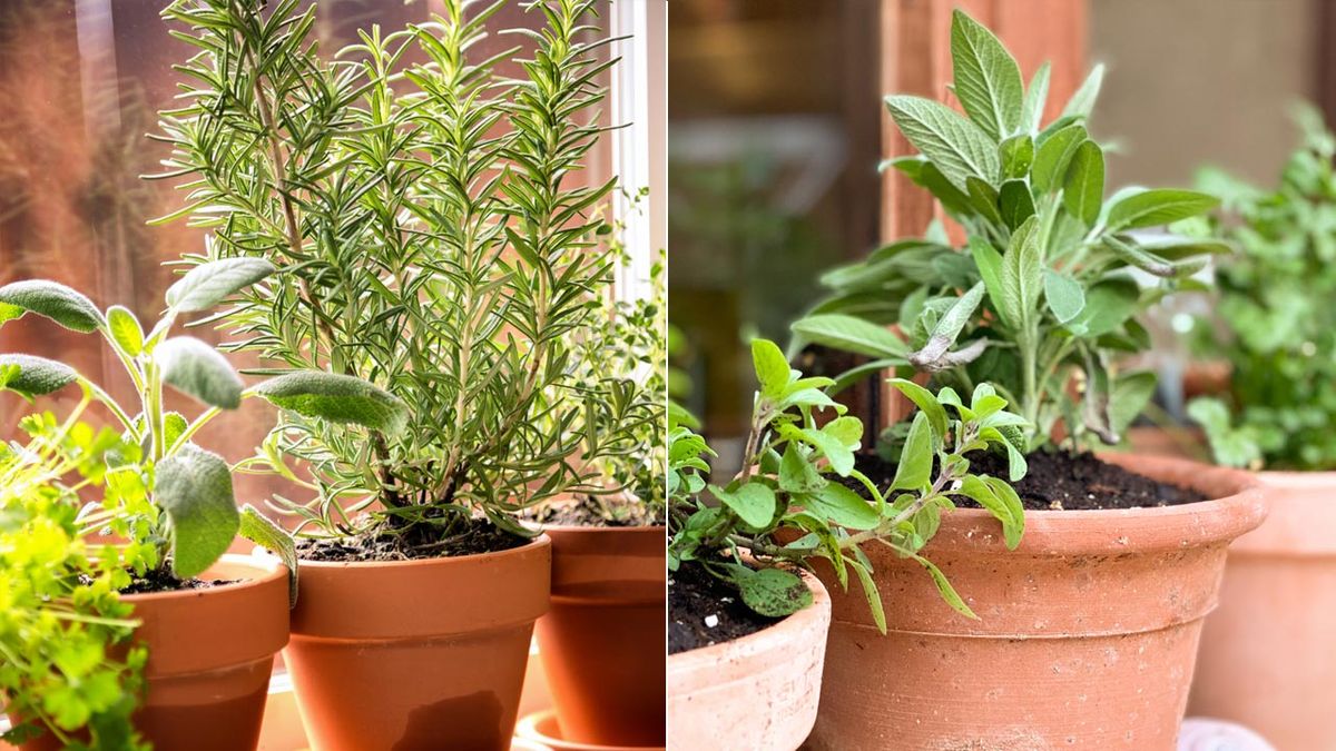 plantas aromaticas basicas para el hogar jardinatis