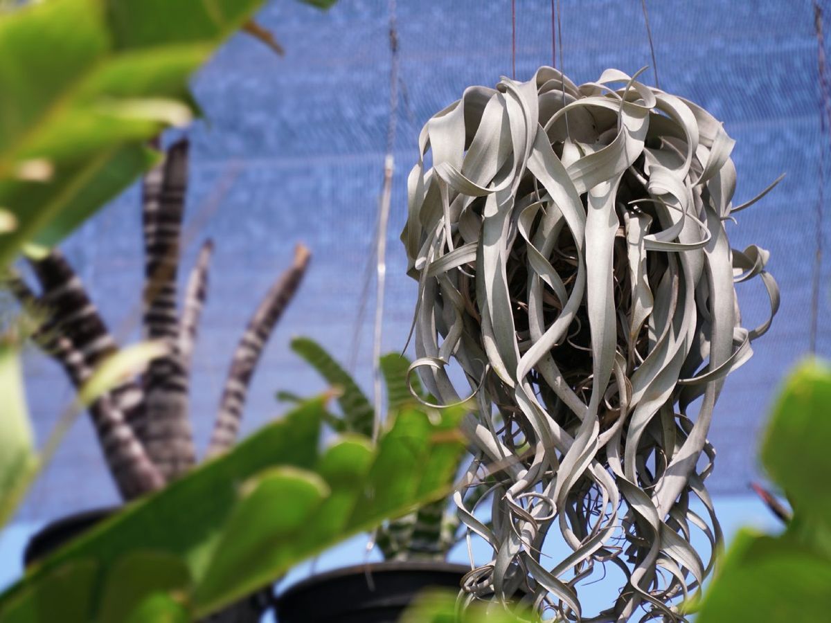 Tillandsia xerographica.