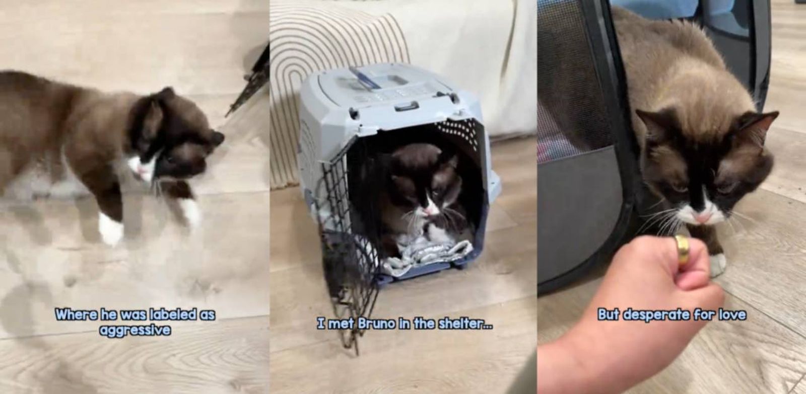 Después de un comienzo complicado, Bruno busca ser acariciado