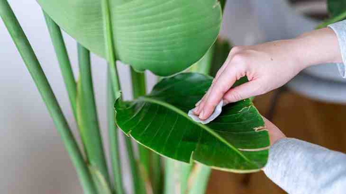 limpiar hojas de strelitzia nicolai ave del paraiso gigante
