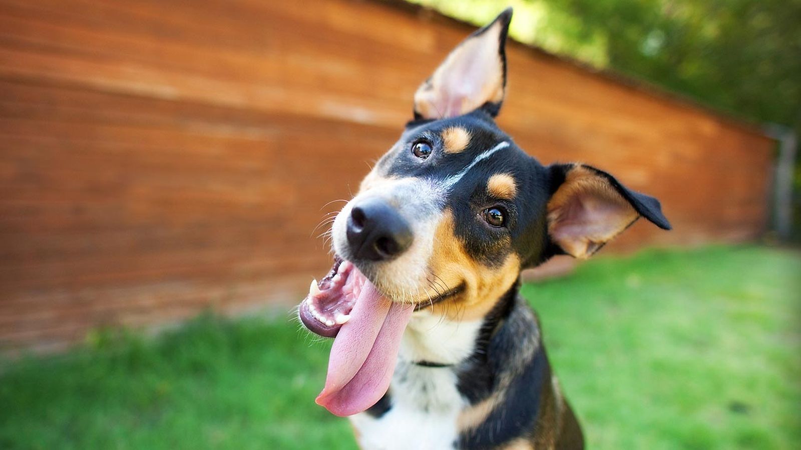 articulos mascotas felices portada