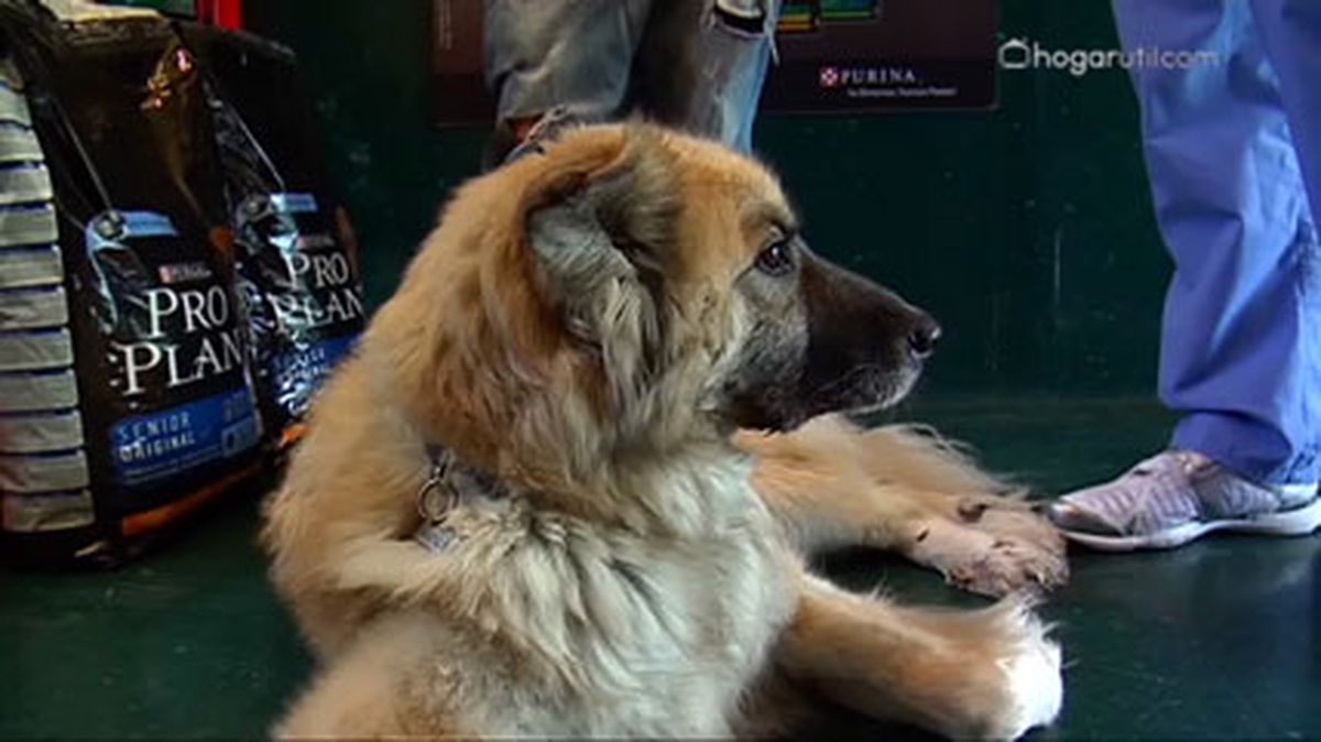 alimentacion siete v