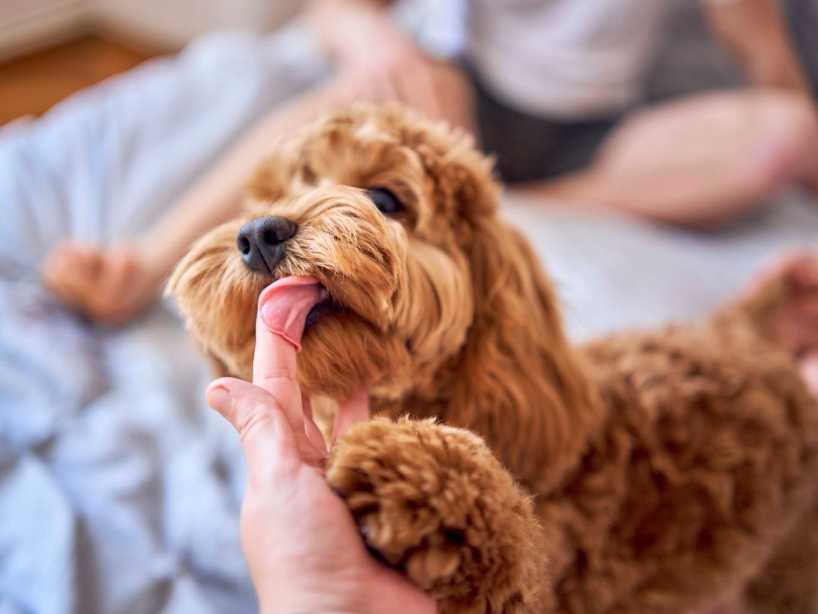 Se pueden encontrar 3 tipos de inteligencia en los perros: