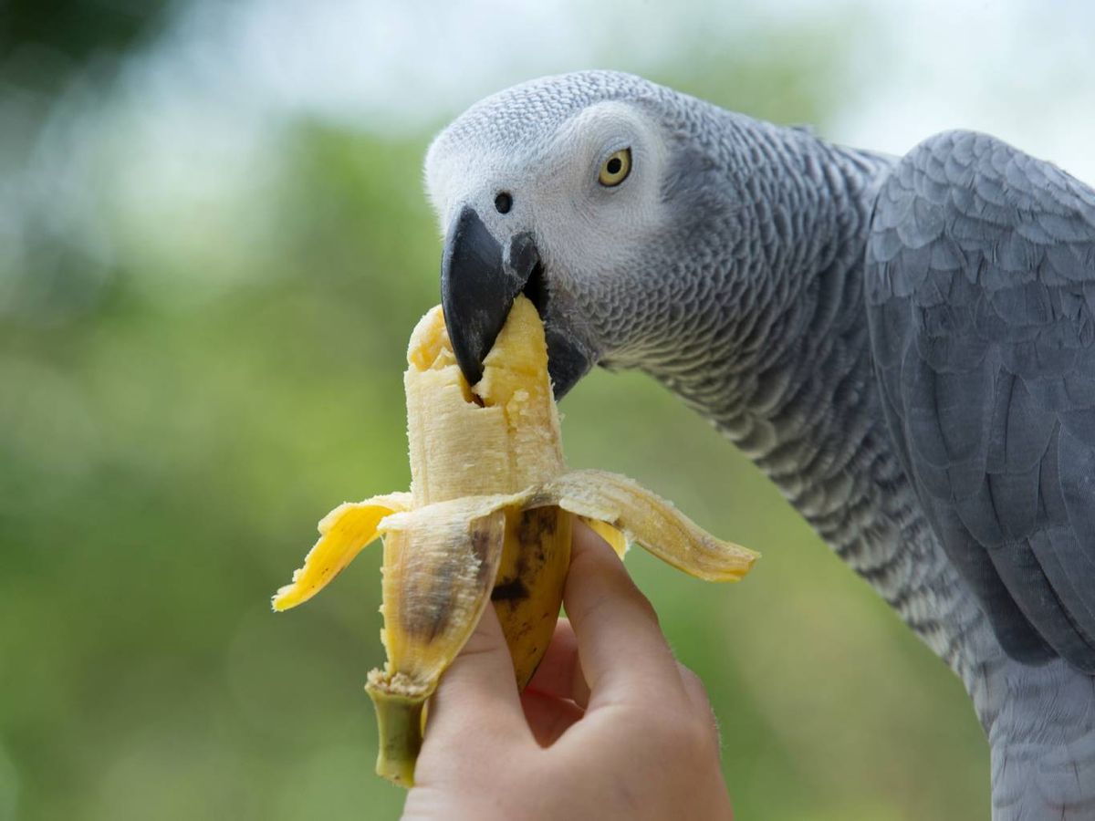 Algunos alimentos pueden ayudar a su desarrollo cognitivo y estimular su interacción.