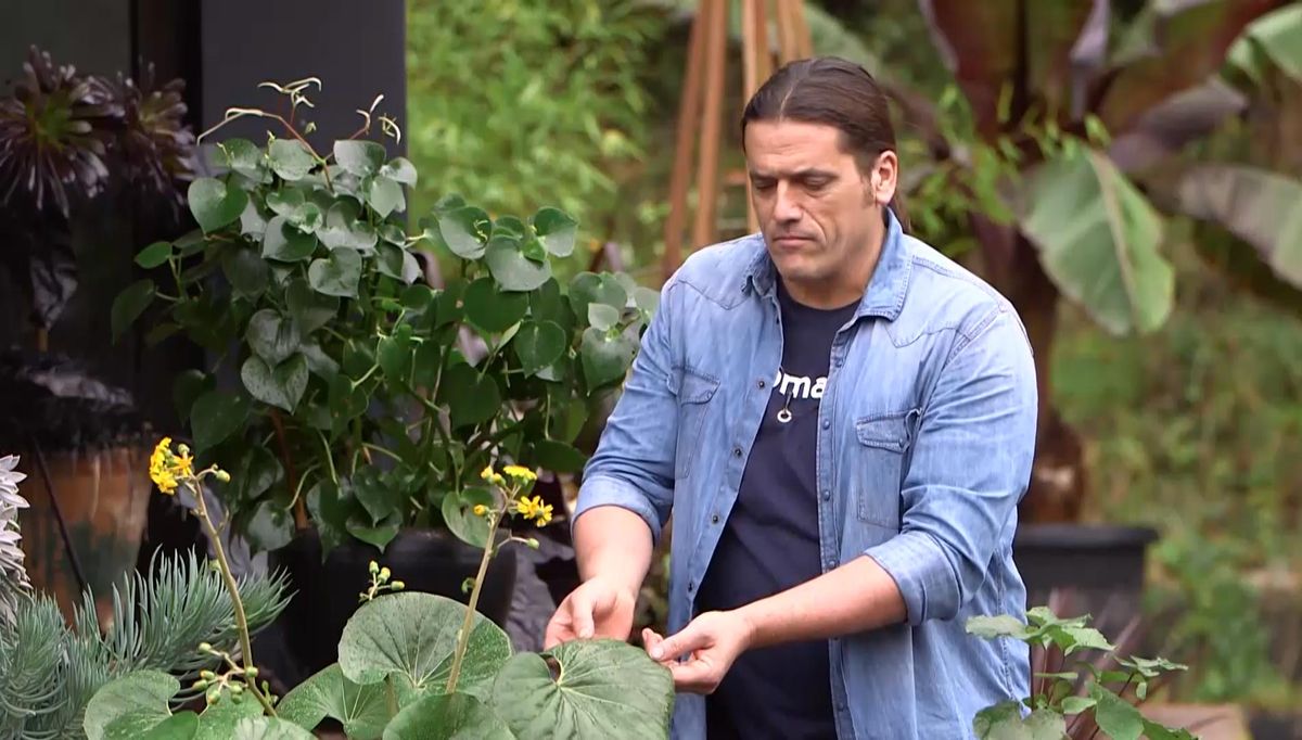 973 boina de vasco regarla