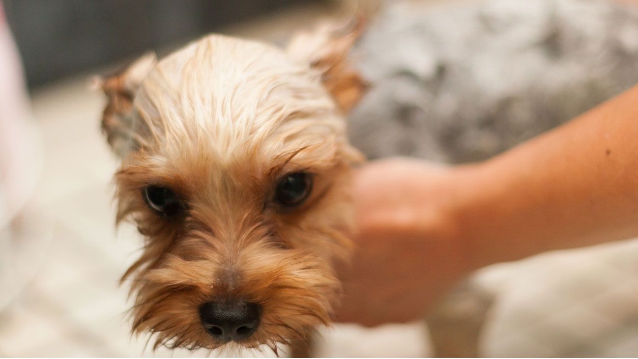 yorki baño