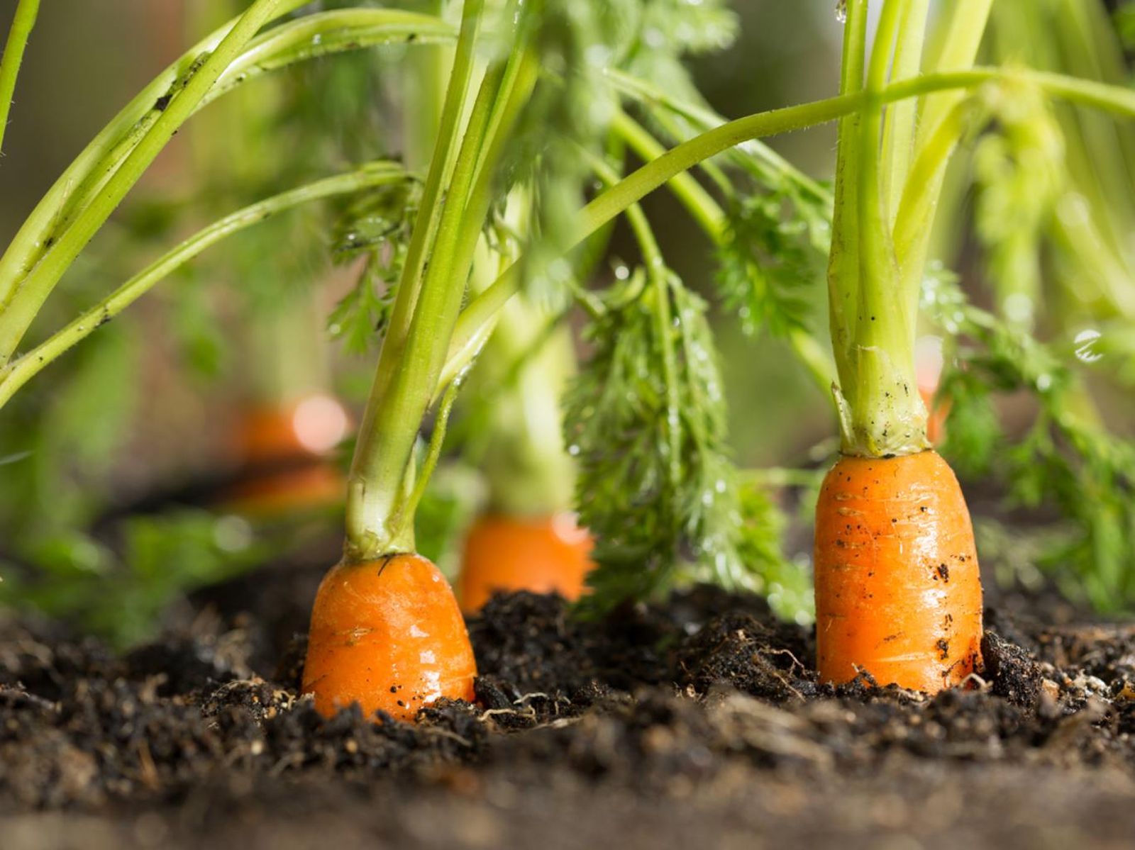 Zanahorias.