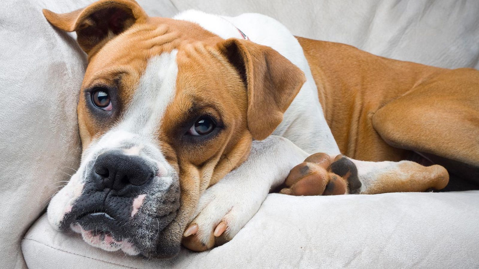 8 perros propensos tener linfoma portada