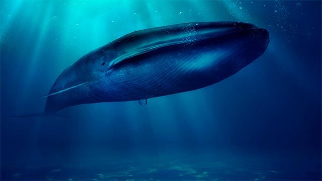 animales oceano peligro extincion ballena azul