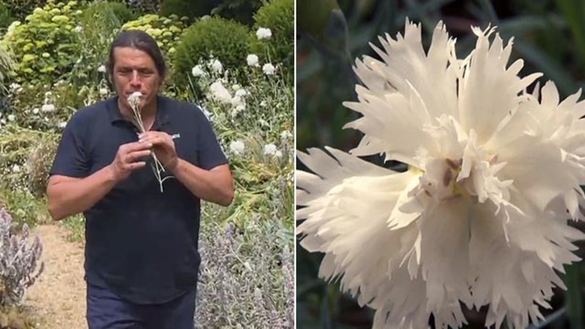 clavelinas plantas para decorar jardin en gris blanco xl