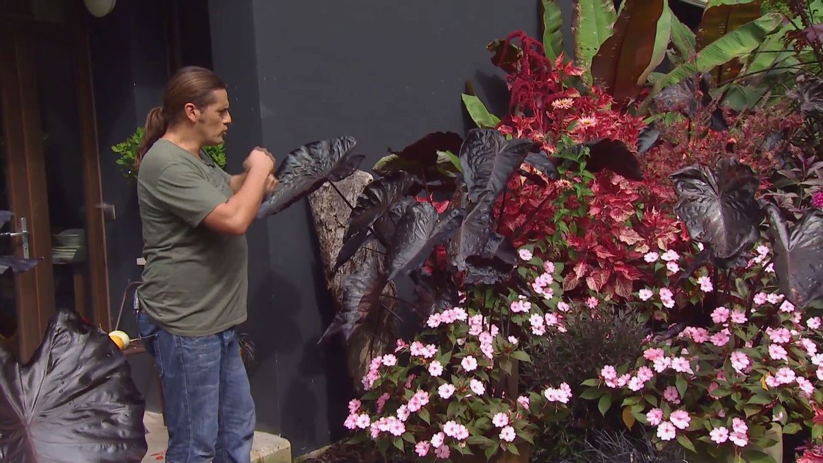 deco 0669 composicion floral rosas negros alegria alocasia inicio