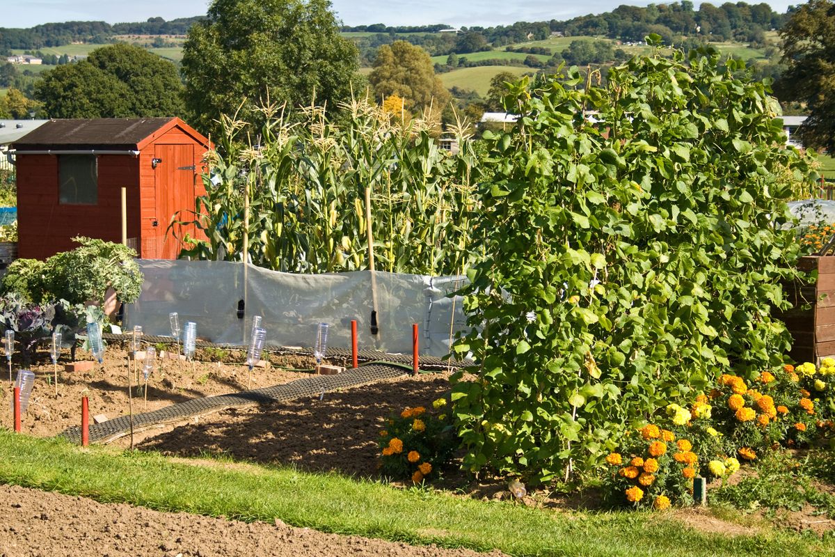 Cultivar maíz y judías