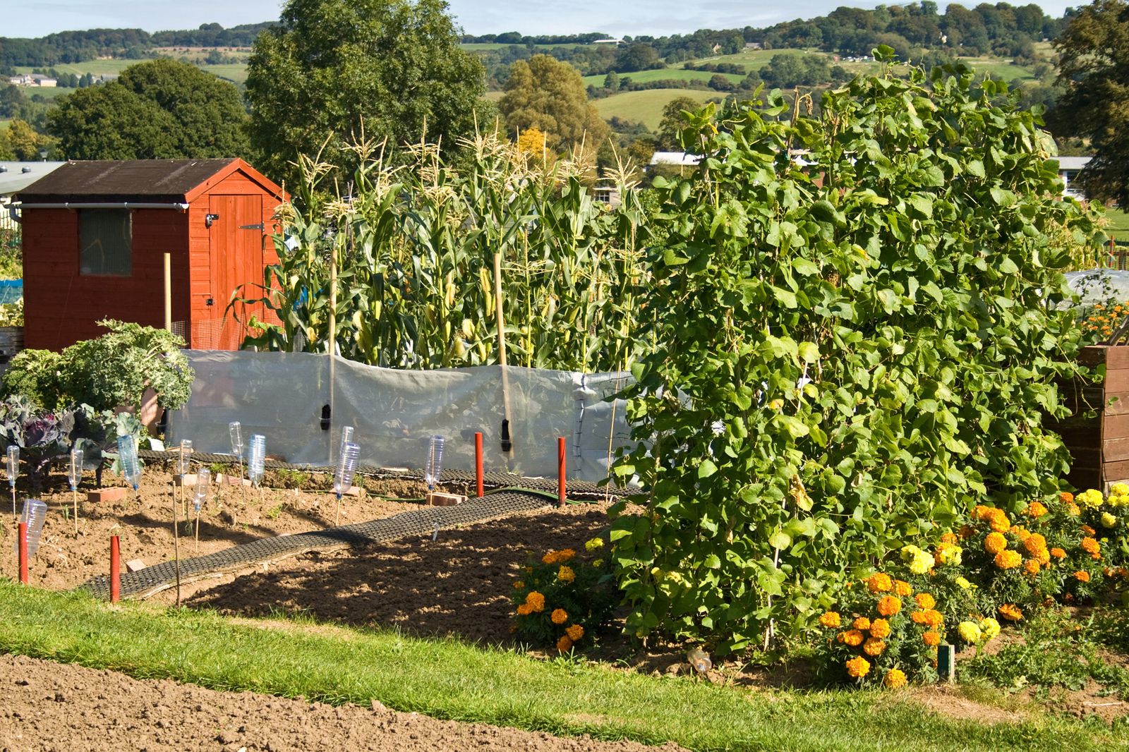 Cultivar maíz y judías