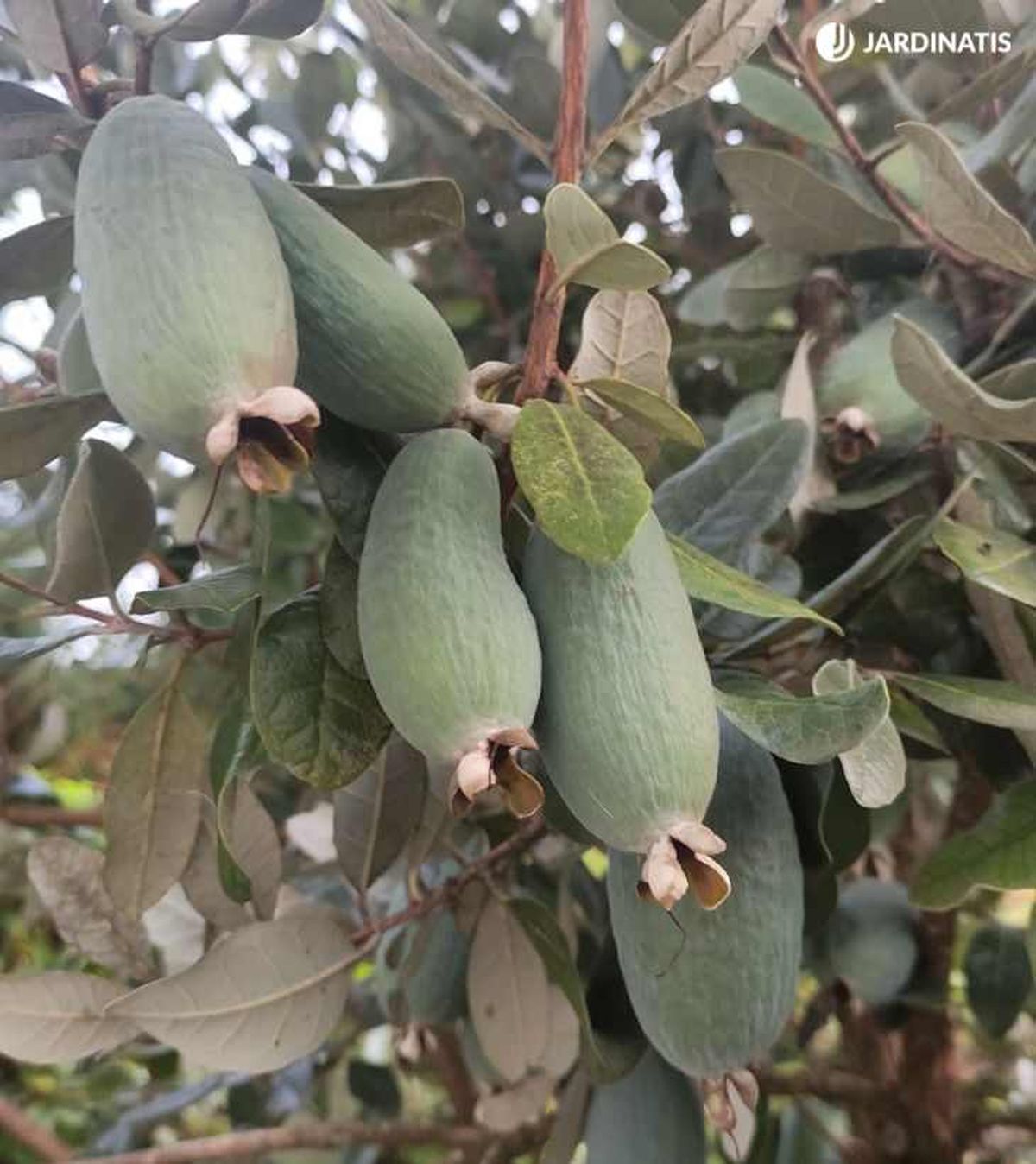 Árbol feijoa o Acca sellowiana