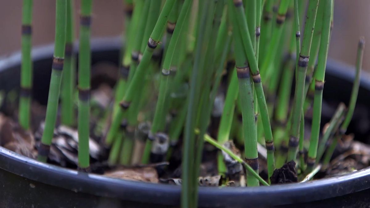 979 jardineria restio