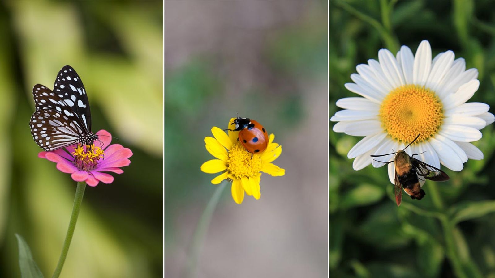 insectos beneficiosos y plantas que les atraen xl