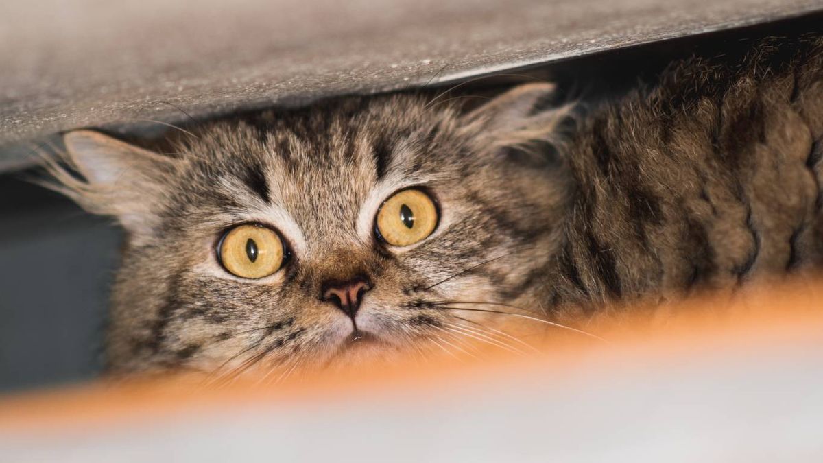 Uno de los temores más comunes en los gatos son los ruidos inesperados.