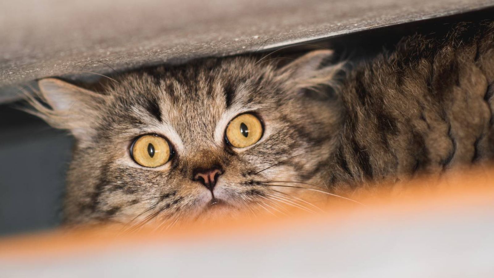 Uno de los temores más comunes en los gatos son los ruidos inesperados.