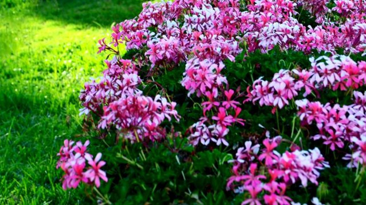 pelargonio en flor capitatum o malvarrosa
