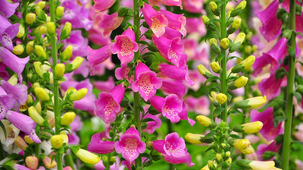 Reproducción y trasplante de la digitalis