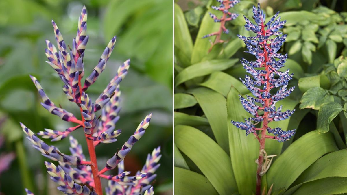 Aechmea Blue Rain caracteristicas cuidados xl