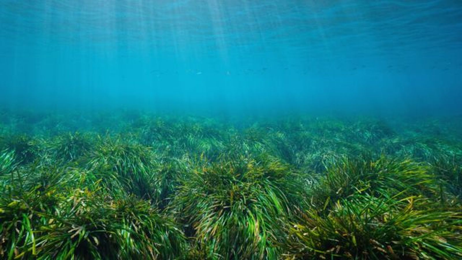 Posidonia oceanica mar mediterraneo