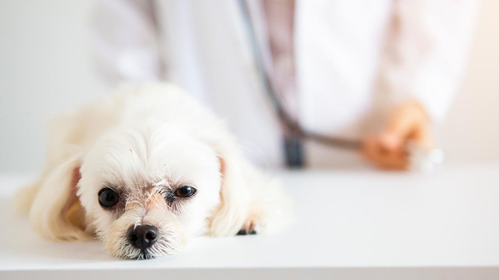 diabetes perros 3