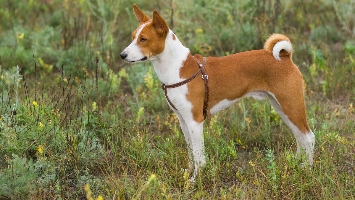 perros razas Africa Basenji