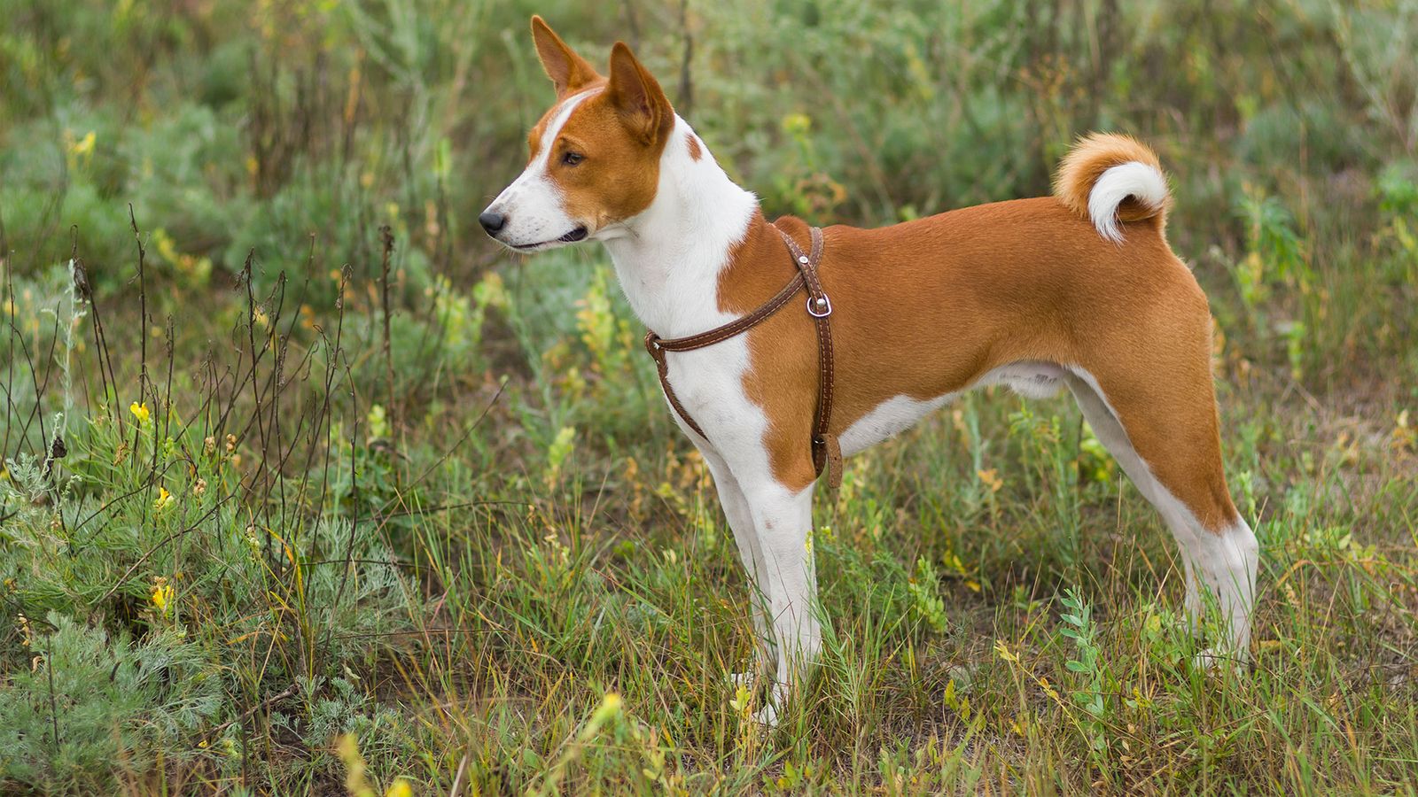 perros razas Africa Basenji