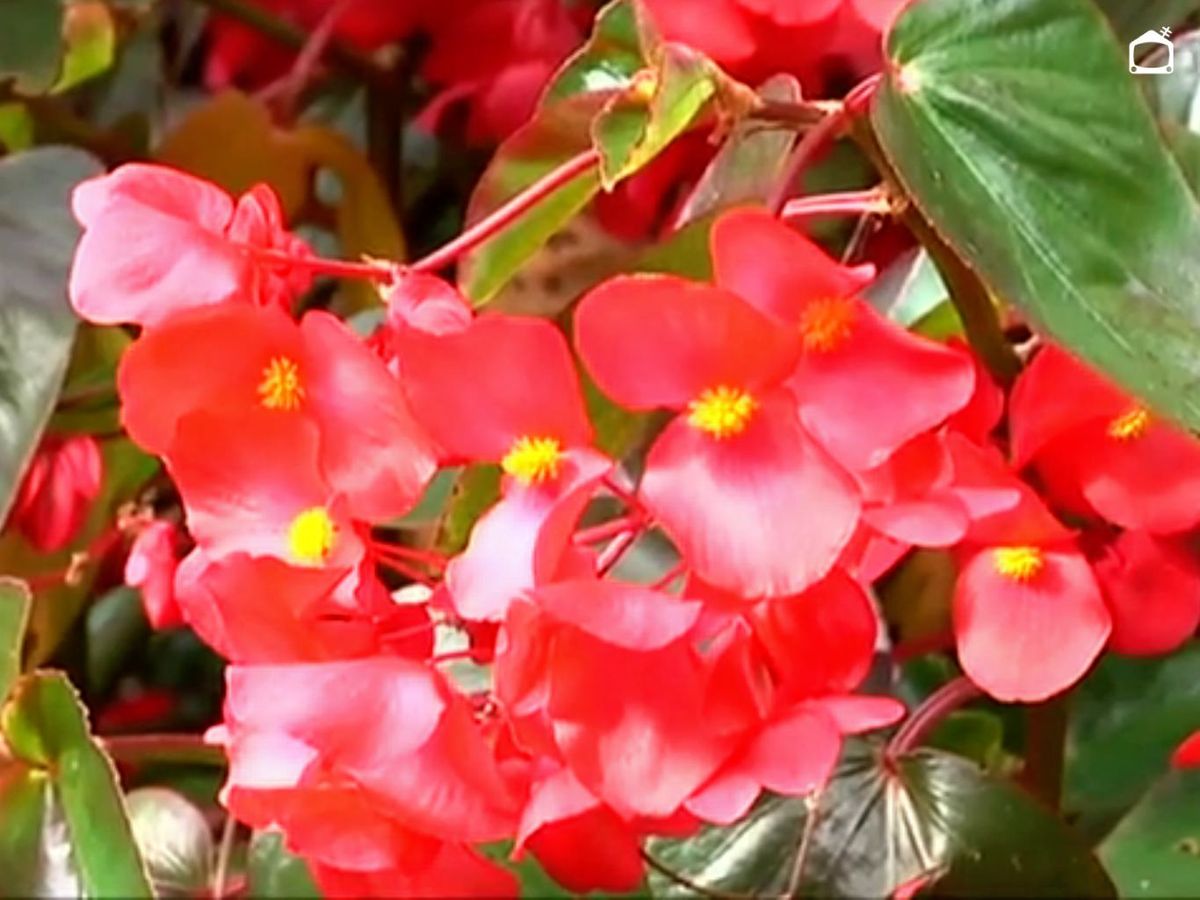 Begonia dragon wing en el jardín