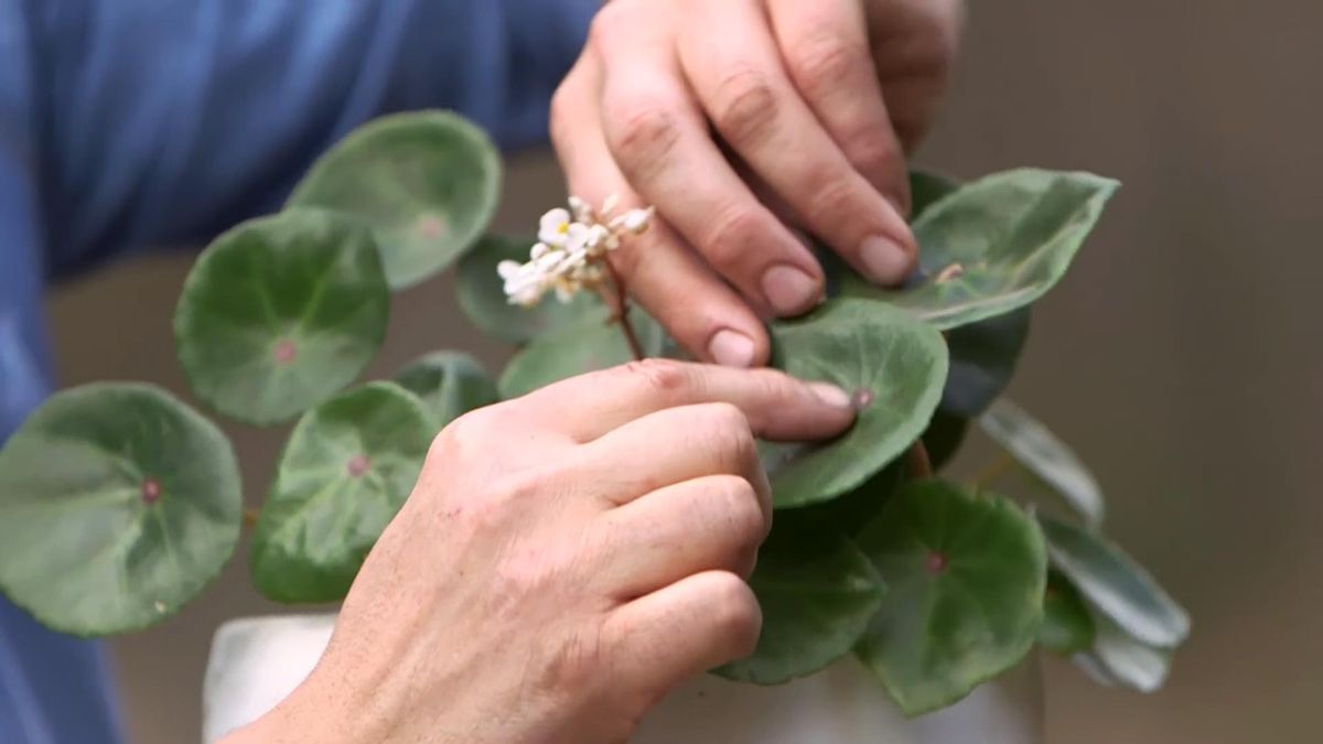 980 jardineria begonia red ruby