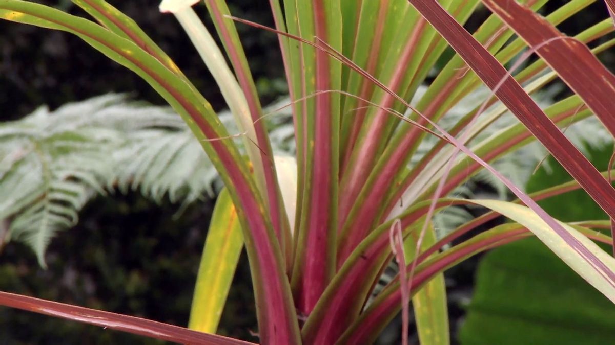 deco 682 cordyline australis verde