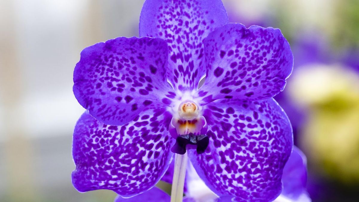 orquidea aerea vanda