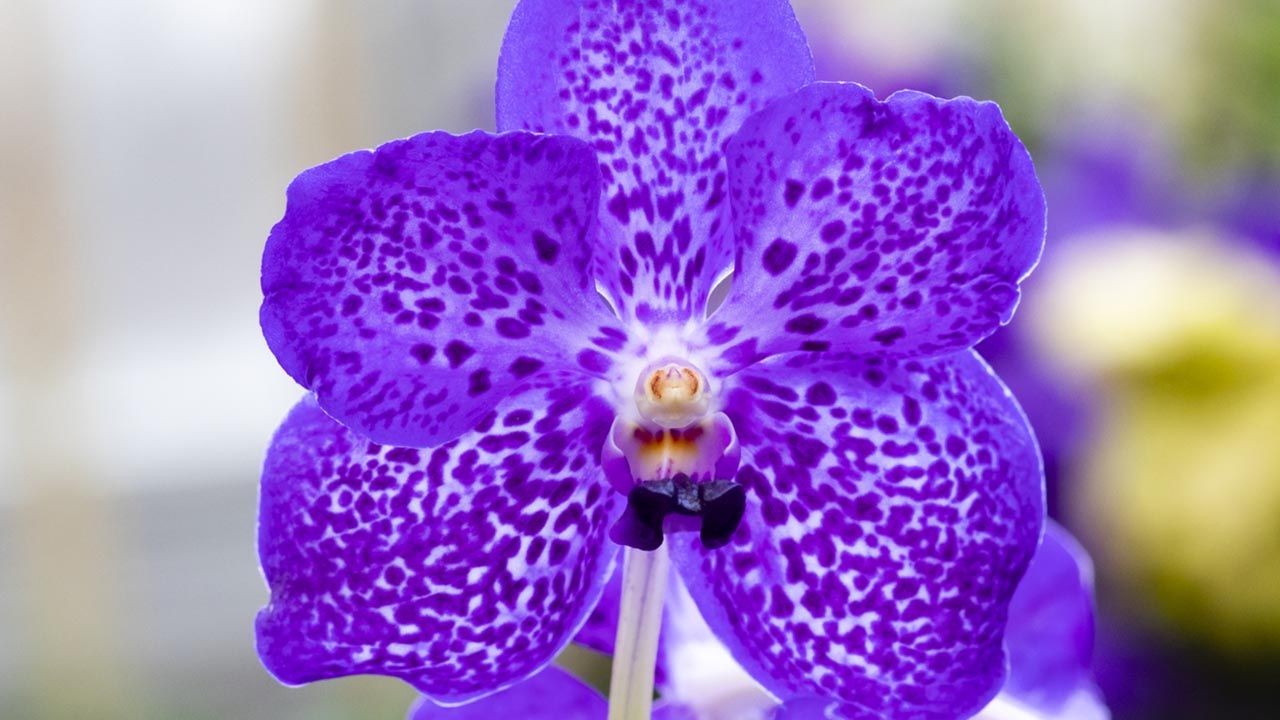 orquidea aerea vanda