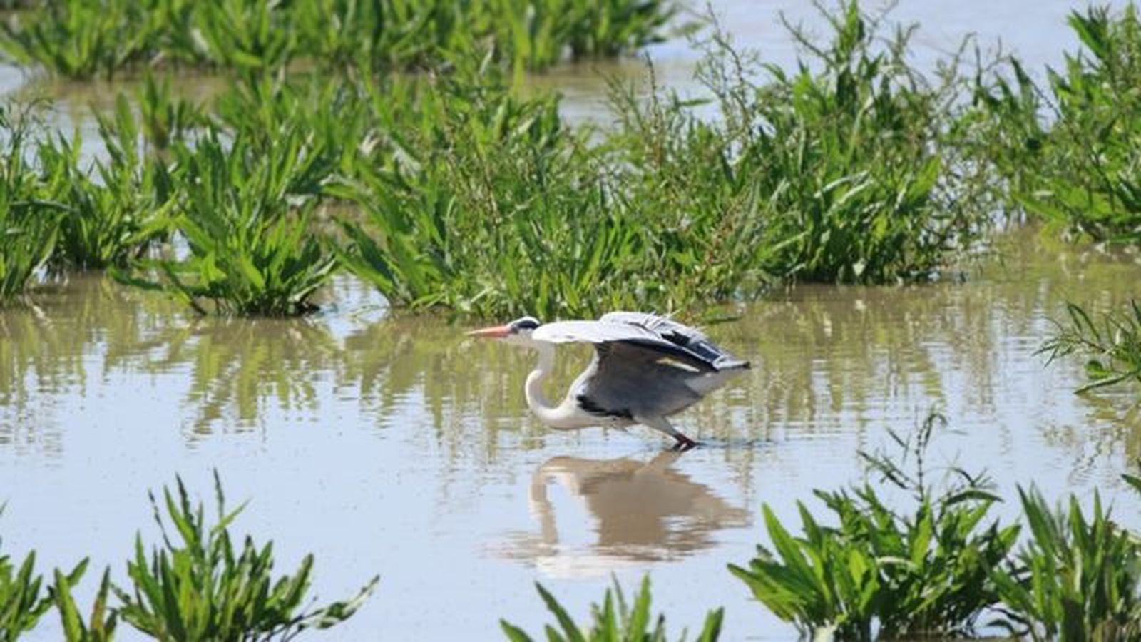 Ardea cinerea en doñana